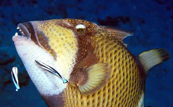 Titan Trigger Fish Marine Life Guide By Colona Liveaboards Thailand